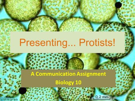 Presenting... Protists! A Communication Assignment Biology 10.