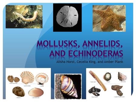 Alisha Horst, Cecelia King, and Amber Plank. Referred to as segmented worms Found in deep marine sediments as well as common soils Split into three groups: