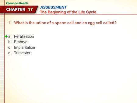 What is the union of a sperm cell and an egg cell called?