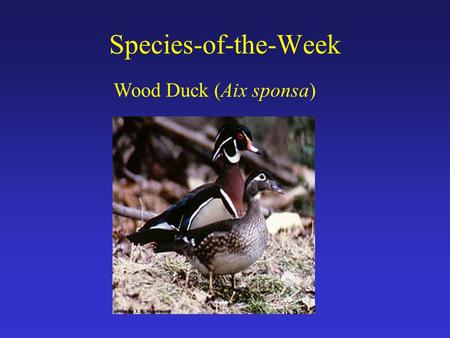 Species-of-the-Week Wood Duck (Aix sponsa). Brink of Extinction By early 1900’s, culminative effects of: 1) wetland drainage (ag. expansion) 2) deforestation.