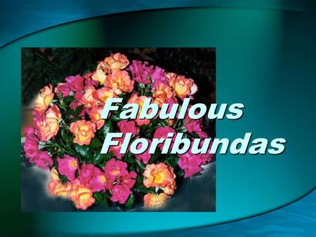 Fabulous Floribundas. Produced by Kitty Belendez ARS Consulting Rosarian Santa Clarita, California May 2005 Photos by Kitty Belendez © Copyright 2005.