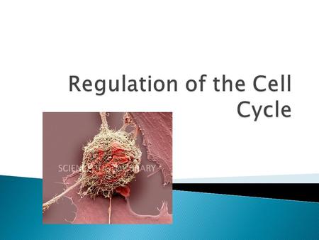  Cell cycle is known, so now we ask what controls it  We have observed many factors that influence a cell’s ability to move forward in the cycle ◦ Kinetochores.