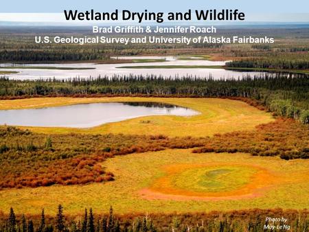 Wetland Drying and Wildlife Brad Griffith & Jennifer Roach U.S. Geological Survey and University of Alaska Fairbanks Photo by May-Le Ng.