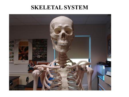 SKELETAL SYSTEM. Functions of the Skeletal System Bones are made of OSSEOUS TISSUE Support and Protection Body movement Blood cell formation (bone marrow)