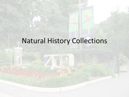 Natural History Collections. Types of Natural History Collections Natural History Museums – Plants – Animals Skeletons Preserved – Fossils – Anthropology.