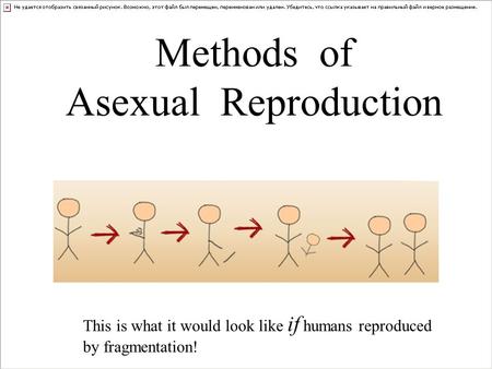 Methods of Asexual Reproduction This is what it would look like if humans reproduced by fragmentation!