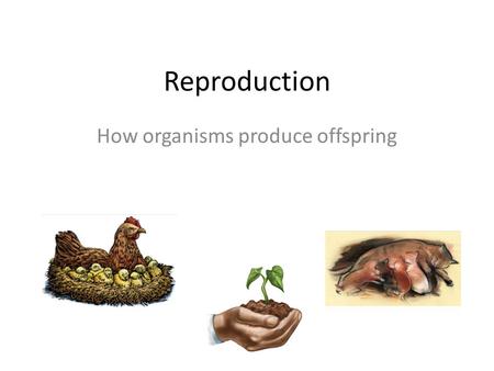 Reproduction How organisms produce offspring. There are two kinds of Reproduction 1.Asexual reproduction 2.Sexual reproduction.