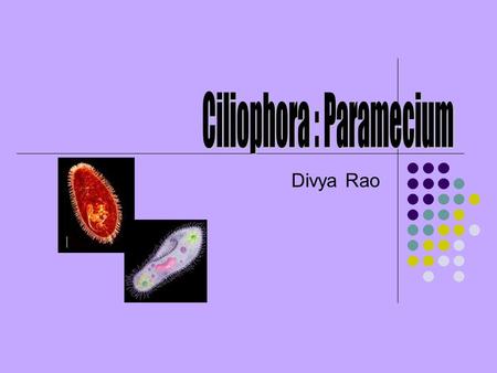 Divya Rao. Interesting Facts If an encounters a negative stimulus, it is capable of rotating up to 360 degrees to find an escape route. Paramecium can.