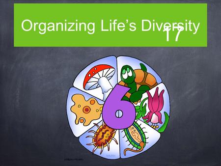 Organizing Life’s Diversity