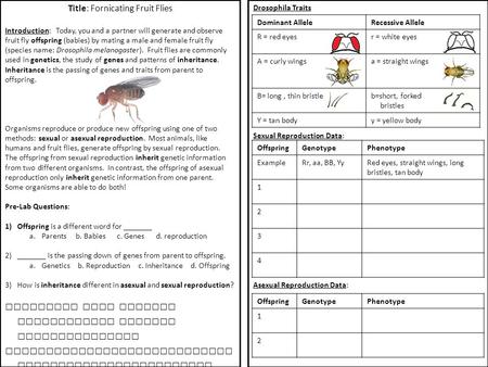 Dominant AlleleRecessive AlleleR = red eyesr = white eyes A = curly wingsa = straight wings B= long, thin bristlesb=short, forked bristles Y = tan bodyy.