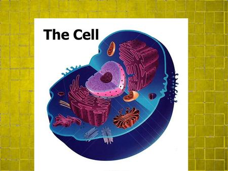 The Cell. Topic 2.5 Cell Division Mitosis Cellular division in eukaryotic cells. Chromatin is arranged into chromosomes. Chromosomes double. Cell grows.