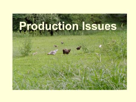 Feed Issues Optimal health Optimal growth Different formulations for standard poultry breeds and industrial strains Different formulations for grow-out,