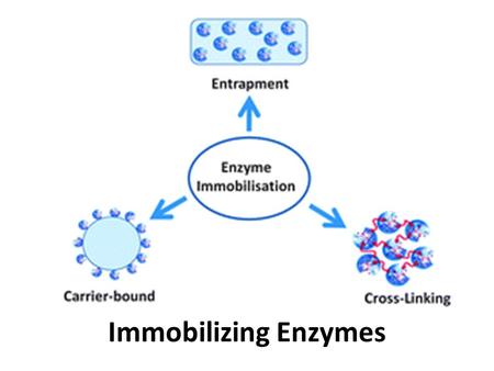 Immobilizing Enzymes. What Is Enzyme Immobilization? So far… – Batch/Continuous cultures – Industrial enzyme production If you make enzymes you can save.