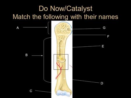 Do Now/Catalyst Match the following with their names A B C D E F G.