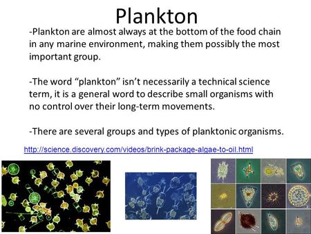 Plankton -Plankton are almost always at the bottom of the food chain in any marine environment, making them possibly the most important group. -The word.