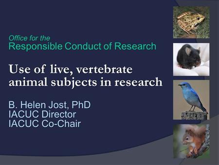 Office for the Responsible Conduct of Research Use of live, vertebrate animal subjects in research B. Helen Jost, PhD IACUC Director IACUC Co-Chair.