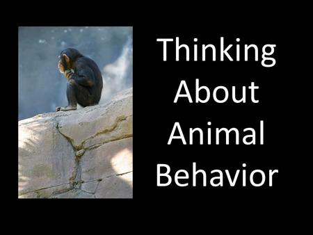 Thinking About Animal Behavior. Behaviors help animals to survive and reproduce How many behaviors can you identify in these pictures? Remember that behaviors.