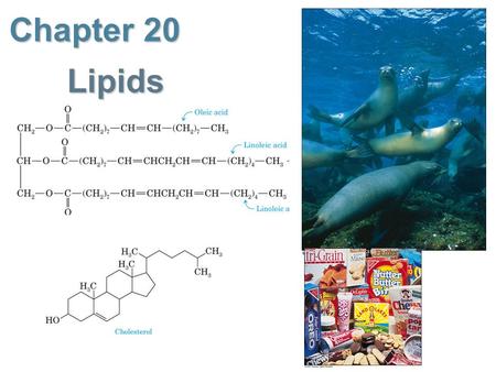 Chapter 20 Lipids. Lipids 3 major roles in biochemistry 3 major roles in biochemistry Store E within fat cells (vs plants – cellulose)Store E within fat.