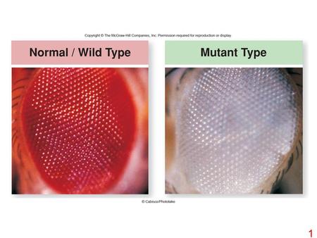 1. Copyright © The McGraw-Hill Companies, Inc. Permission required for reproduction or display. Parental generation male Parental generation female F.