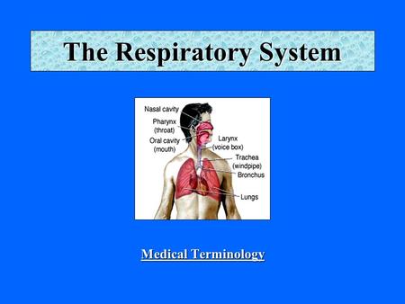 The Respiratory System