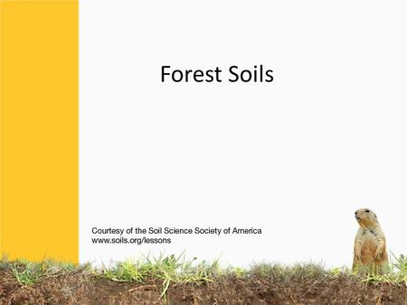 Forest Soils. Forests used to cover the Eastern half of the United States, and most of southern Canada. Most forests are not too hot, or not too cold,