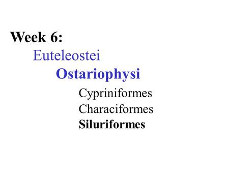 Week 6: Euteleostei Ostariophysi Cypriniformes Characiformes Siluriformes.