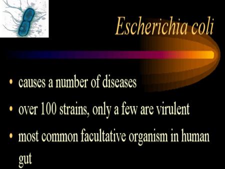 The organism is the principal cause of 'Travellers' diarrhoea'. It is also a major cause of dehydrating diarrhoea in infants and children in less.