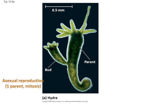 Fig. 13-2a (a) Hydra 0.5 mm Bud Parent. DNA – lots of it in a small space chromatin Chromosome Know how to label.