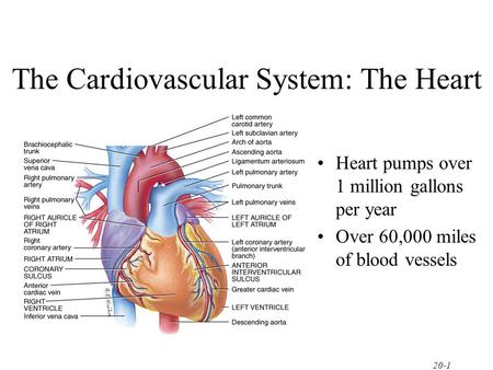 The Cardiovascular System: The Heart