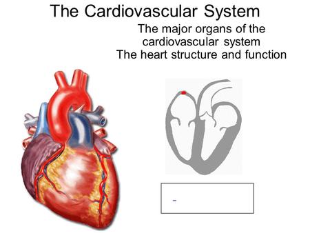 The Cardiovascular System The major organs of the cardiovascular system The heart structure and function.