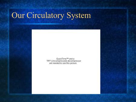 Our Circulatory System. The Circulatory System Why is it so important to us? On average, your body has about 5 liters of blood continually traveling through.