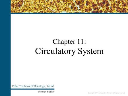 Copyright 2007 by Saunders/Elsevier. All rights reserved. Chapter 11: Circulatory System Color Textbook of Histology, 3rd ed. Gartner & Hiatt Copyright.