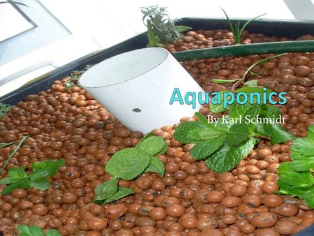 By Karl Schmidt. Introduction Hello everyone, I suppose you are wondering what is an aquaponics system. Don’t worry about that now I'll tell you later.