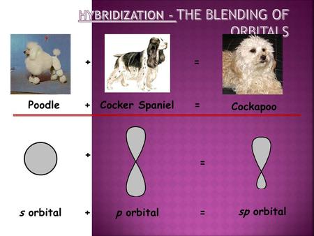 Poodle + +Cocker Spaniel = = = = + +s orbitalp orbital Cockapoo sp orbital.