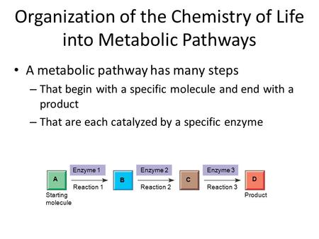 Organization of the Chemistry of Life into Metabolic Pathways A metabolic pathway has many steps – That begin with a specific molecule and end with a product.