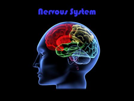 Nervous System. Good Morning Good Morning OBJECTIVES At the end of the lecture, students should be able to:   List the subdivisions of the nervous.