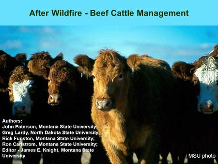 After Wildfire - Beef Cattle Management MSU photo Authors: John Paterson, Montana State University; Greg Lardy, North Dakota State University; Rick Funston,