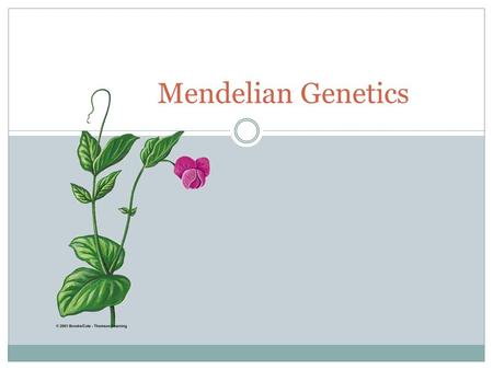 Mendelian Genetics. Genotype Tongue Rolling (Dominant) roll/not roll Widow's Peak (D) - just like Eddie Munster yes/no Wet ear wax (D) - stick your finger.