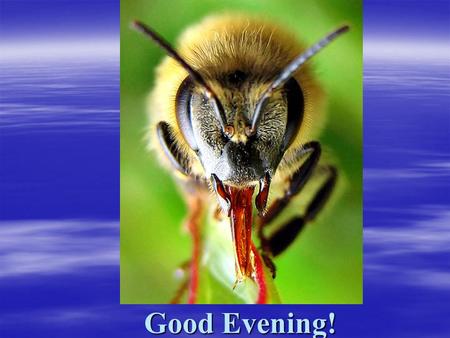 Good Evening!. The Importance of Honeybees If the bee disappeared off the surface of the globe then man would only have four years of life left. No.