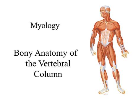 Bony Anatomy of the Vertebral Column