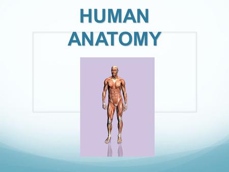 HUMAN ANATOMY.