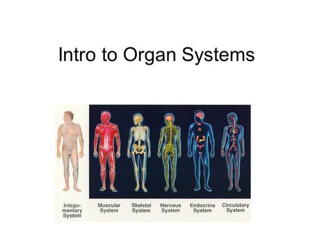 Intro to Organ Systems. Describe how tissues and organs are formed. Describe the organization of cells into tissues, tissues into organs, and name key.