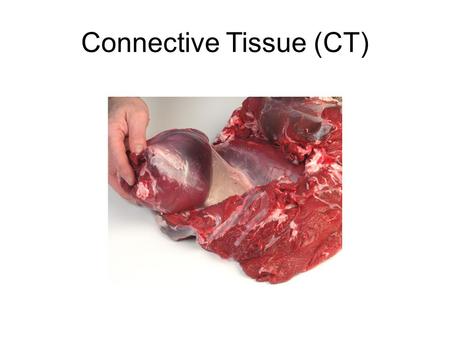 Connective Tissue (CT)