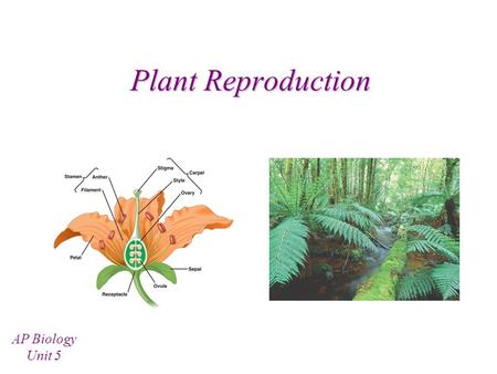 Plant Reproduction AP Biology Unit 5 Bryophyte (Moss) Life Cycle Nonvascular Plant The gametophyte is the dominant form – Dominant form = the “plant”