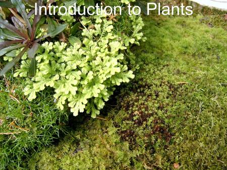 Introduction to Plants. What is a Plant? Plants provide the base for the food chain Multicellular eukaryotes that have a cell wall made of cellulose Carry.