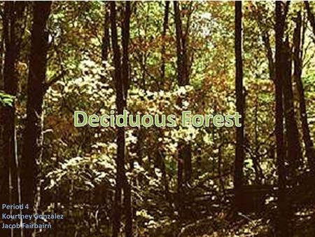 Deciduous Forest Kourtney Gonzalez Jacob Fairbairn Period 4 Kourtney Gonzalez Jacob Fairbairn.