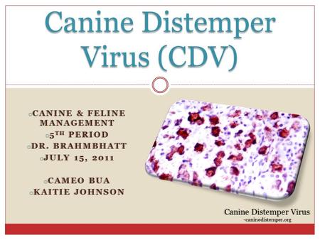 Canine Distemper Virus (CDV)