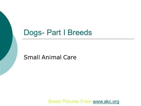 Dogs- Part I Breeds Small Animal Care Breed Pictures From www.akc.orgwww.akc.org.