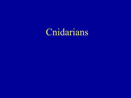 Cnidarians. What is a cnidarian? invertebrates more than 9000 species jellyfishes, corals, sea anemones, and hydras. worldwide all but a few cnidarians.