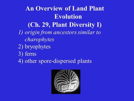 An Overview of Land Plant Evolution (Ch. 29, Plant Diversity I) 1)origin from ancestors similar to charophytes 2)bryophytes 3)ferns 4)other spore-dispersed.